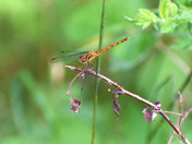  Meadow Hawk Dragonfly