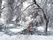 Fallen Tree