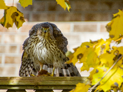 Backyard Hawk