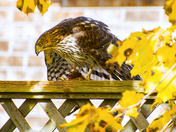 Backyard Hawk