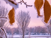 Winter Park Through Branches