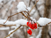Winter Berries