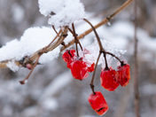Winter Berries 2