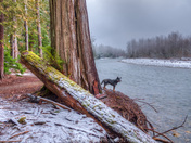 Along the Bella Coola with my dog, Papi