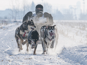 Dog Sled Race