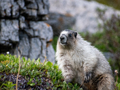 Marmot from Skoki
