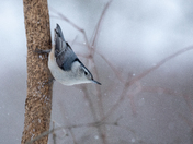 White-breasted Nuthatch