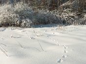 Winter Tracks
