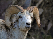 Rocky Mountain Bighorn Ram 2