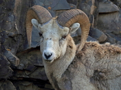 Bighorn Ram 1