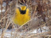 Eastern Meadowlark