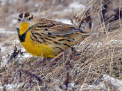 Eastern Meadowlark