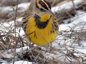 Eastern Meadowlark