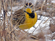 Eastern Meadowlark
