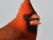 Northern Cardinal