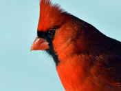 Northern Cardinal