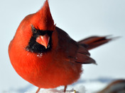 Northern Cardinal