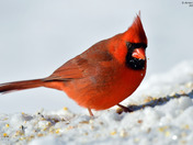 Northern Cardinal