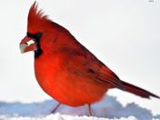 Northern Cardinal