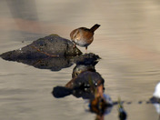 Swamp Sparrow