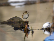 Swamp Sparrow
