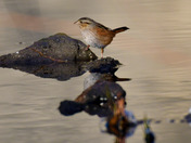 Swamp Sparrow