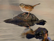 Swamp Sparrow