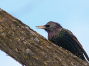 Starling on a cold winter day