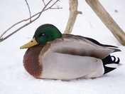 Cold Duck
