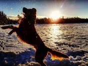 Red Dog Catching Snowballs