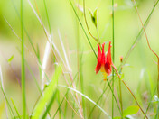 Wild Columbine