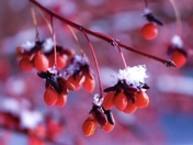 Winter Berries