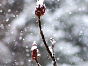 Winter Day