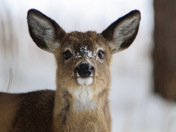 Beautiful shot of deer