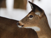 Beautiful shot of deer