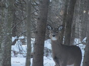 Tellement beau, un chevreuil.