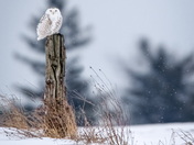 Snowy Owl