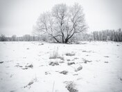 Frost