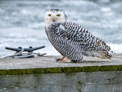 Snowy at the Docks
