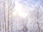 Snowy Treelined Road 