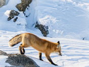 Red fox on a cold winter day
