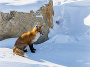 Red fox on a cold winter day