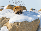 Red fox on a cold winter day