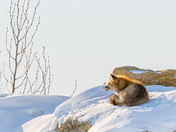 Red fox on a cold winter day