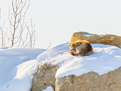 Red fox on a cold winter day
