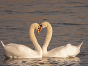 Love Can Happen Anywhere