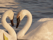 Love Can Happen Anywhere