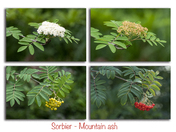 Mountain ash Sorbier