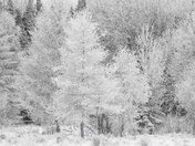 Frosted!