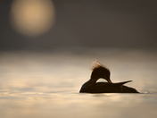 Merganser at First Light